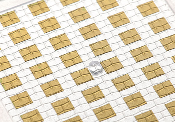 colorPol&reg; 偏振片